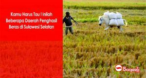 Kamu Harus Tau ! Inilah Daerah-Daerah Penghasil Beras di Sulawesi Selatan